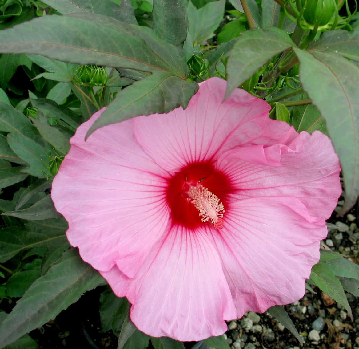 40 Plantes Vivaces Pour Votre Jardin D&rsquo;Été