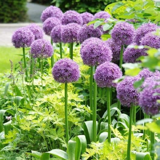 40 Plantes Vivaces Pour Votre Jardin D&rsquo;Été