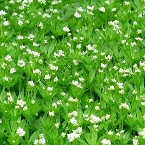 40 Plantes Vivaces Pour Votre Jardin D&rsquo;Été