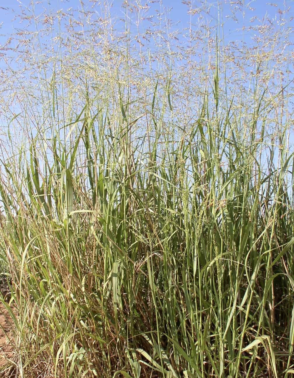 40 Plantes Vivaces Pour Votre Jardin D&rsquo;Été