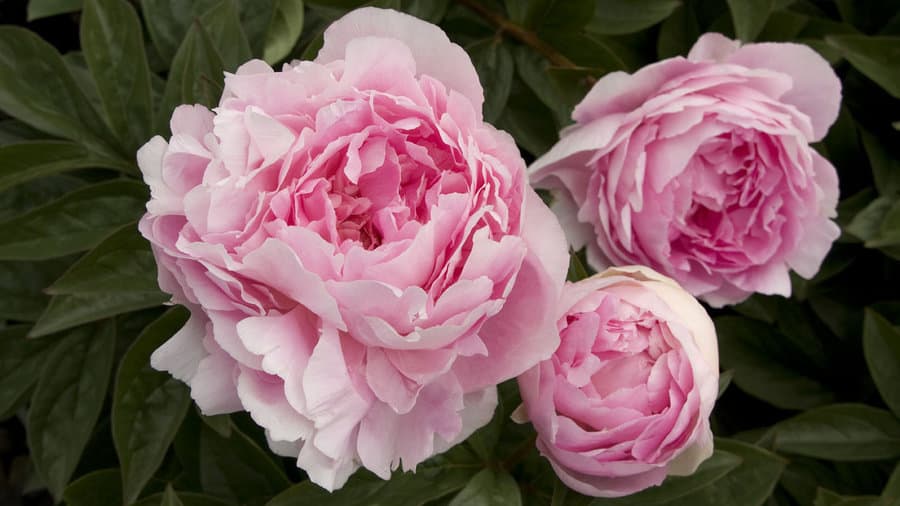 40 Plantes Vivaces Pour Votre Jardin D&rsquo;Été