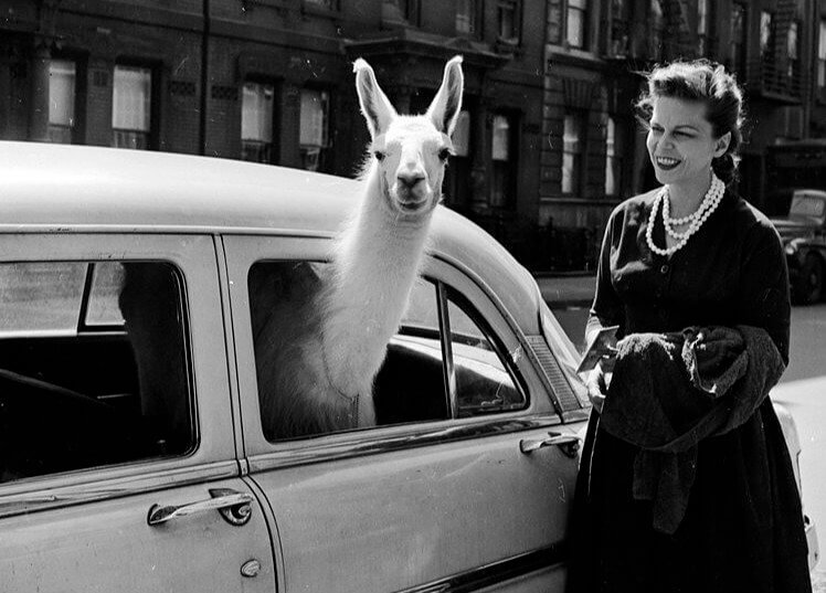 Rare And Captivating Historic Photos They Didn&#8217;t Show Us in Class