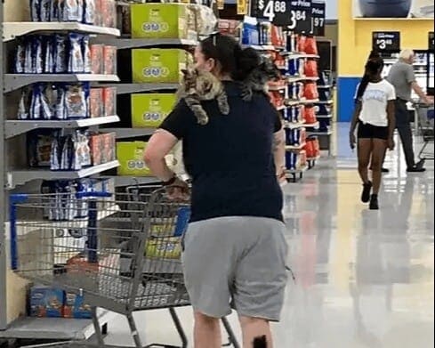 ​Two Cats For The Win