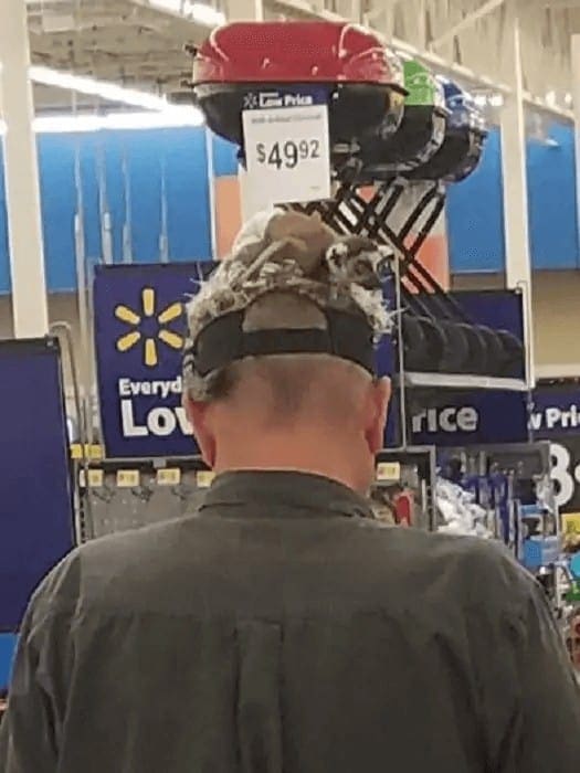 How Quickly Did You Spot The Lemur?