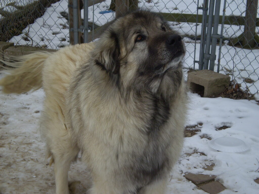 Bigor The Sarplaninac