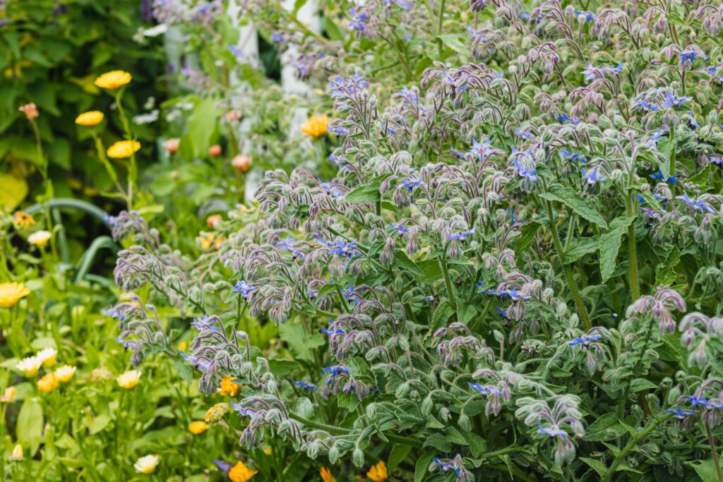 How To Grow Borage 1402625 2 22f1da51cc6a428095c57b0df4408cca