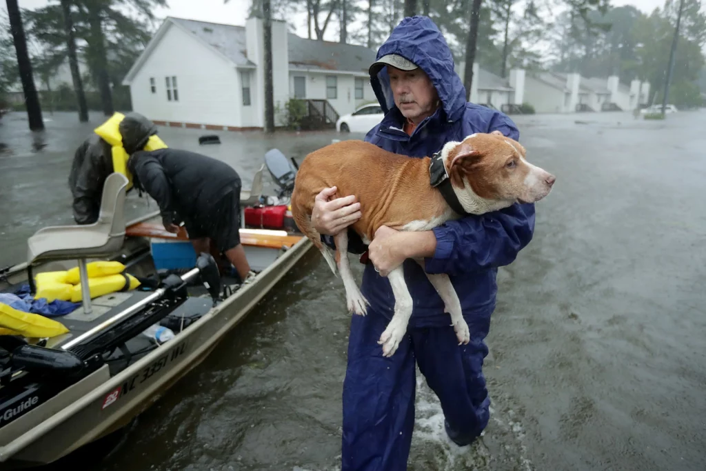 Hurricane Florence Rescue Dog