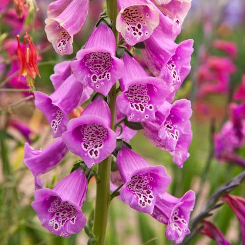 4. Foxglove