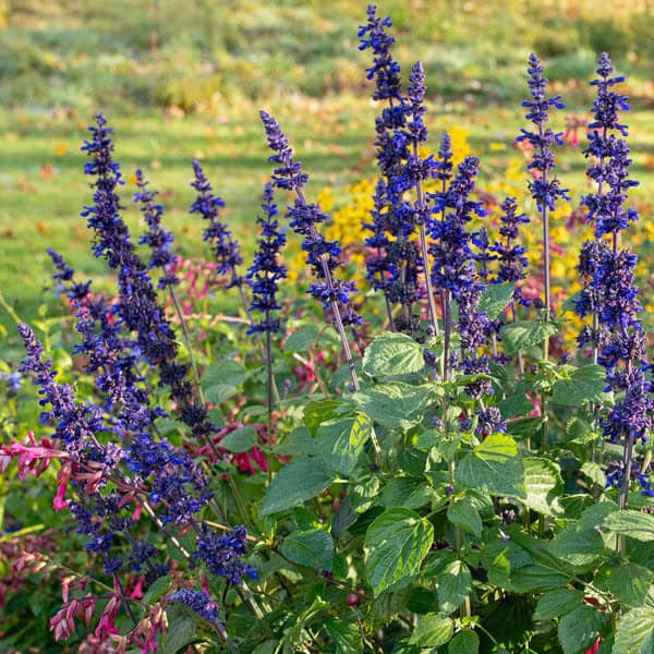 9. Salvia