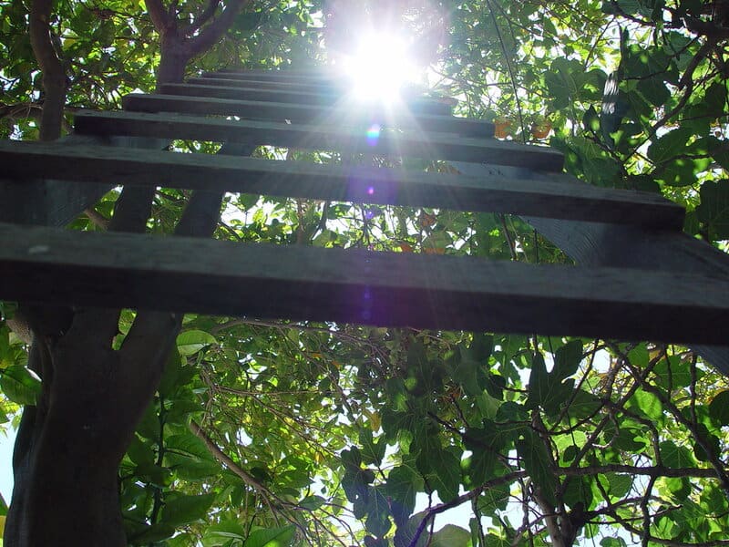 8. Plant Stands and Ladders