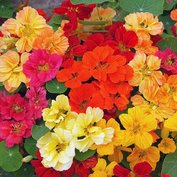 12. Nasturtium