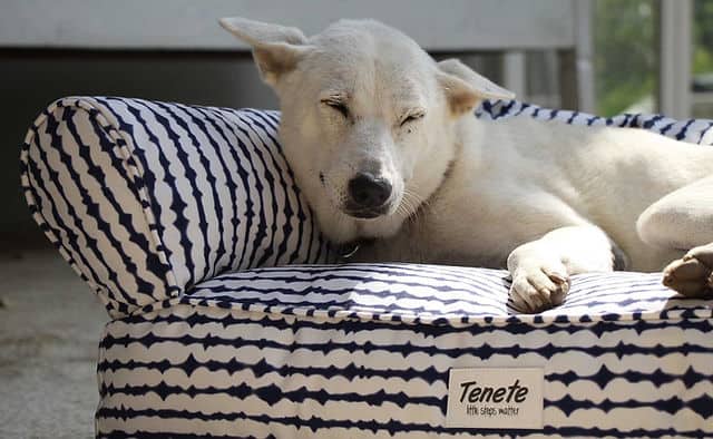 13. Designer Dog Beds for Style-Savvy Owners