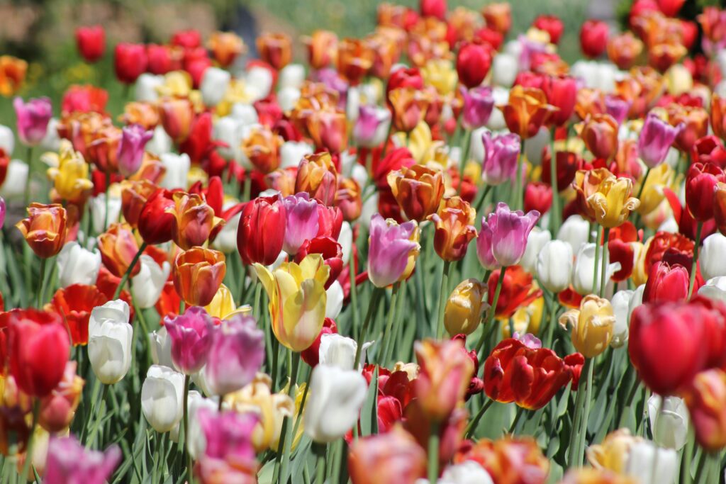 A harmonious gathering of vibrant flowers in a lush garden