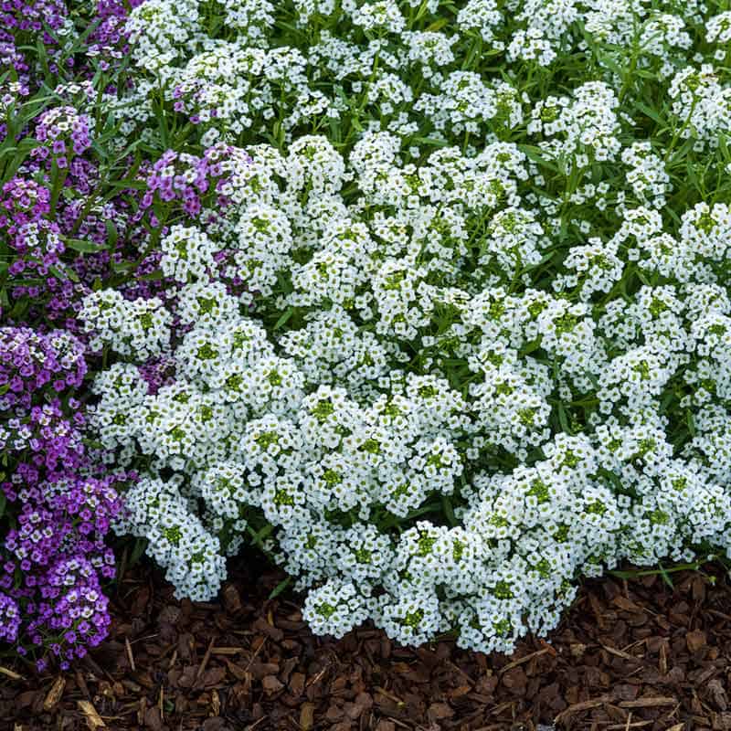 27. Sweet Alyssum