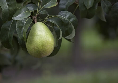 7. Pears