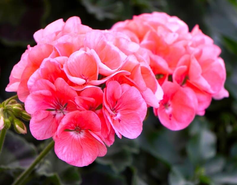 11. Geranium