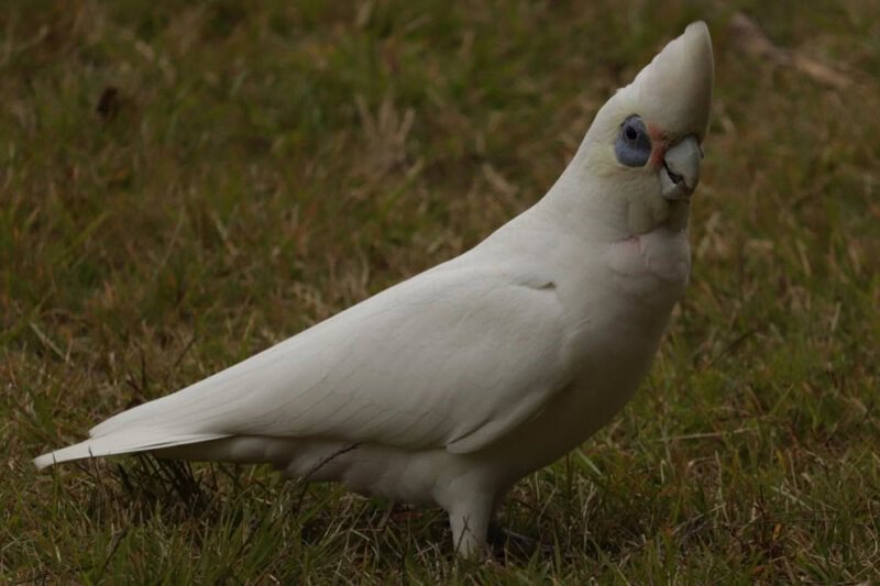15. Cockatoo