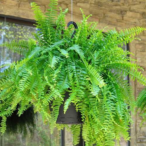 13. Ferns