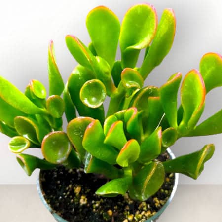 1. Jade Plant