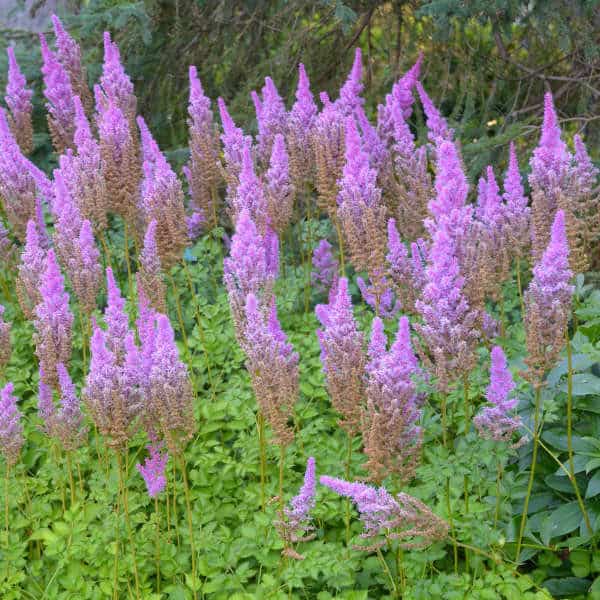 21. Astilbe
