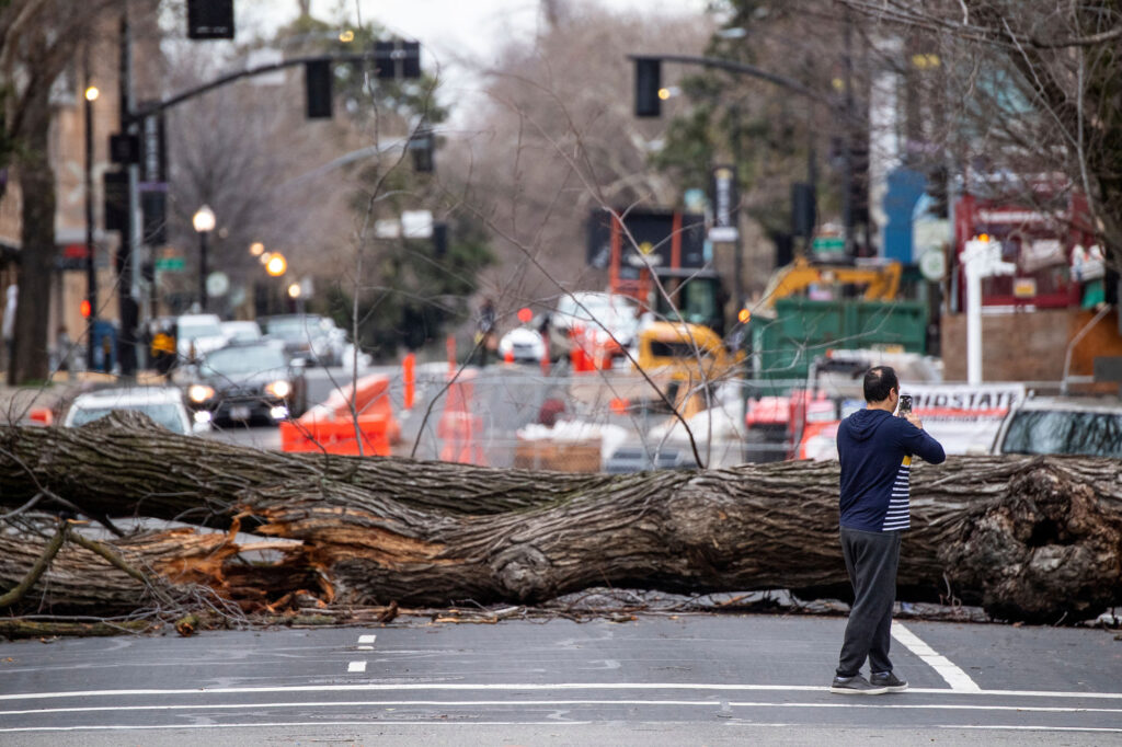 Downed Tree Due To Atmospheric River Storms