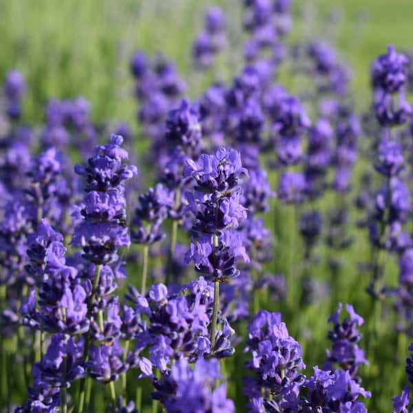 7. Lavender