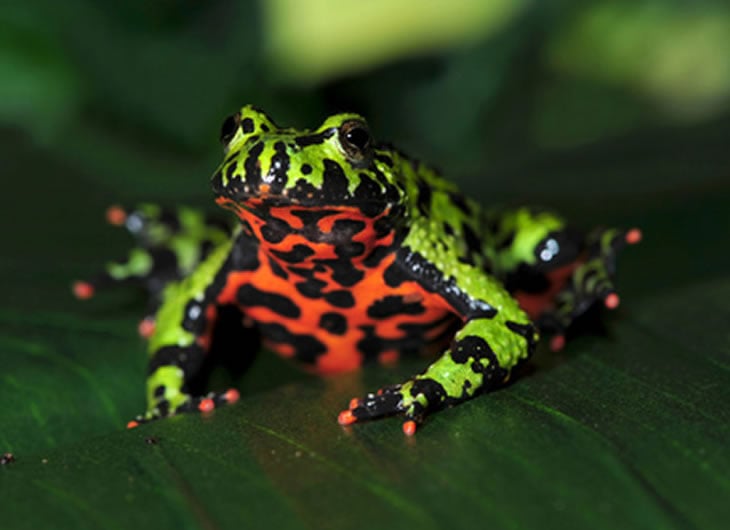 12. Fire-Bellied Toad