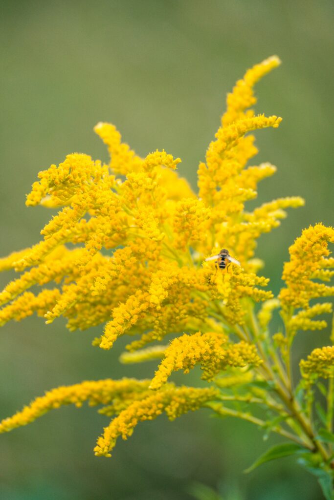 Goldenrod (solidago spp.)