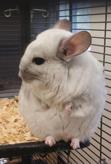 21. Chinchilla