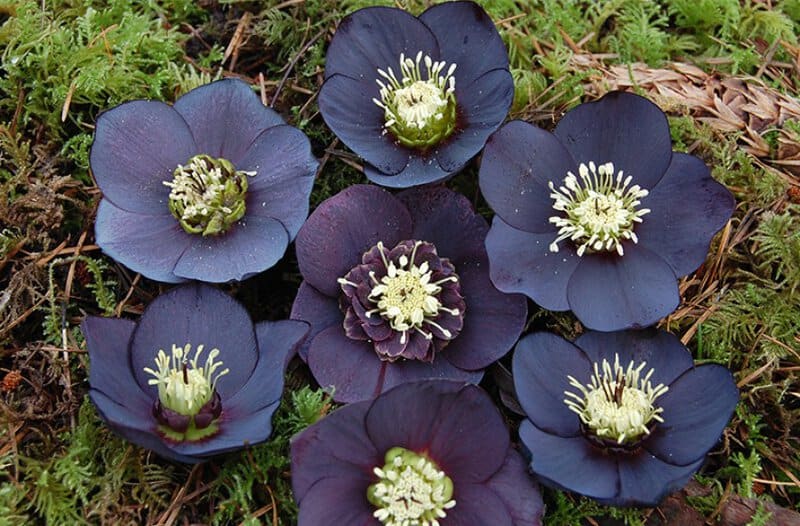 22. Hellebores