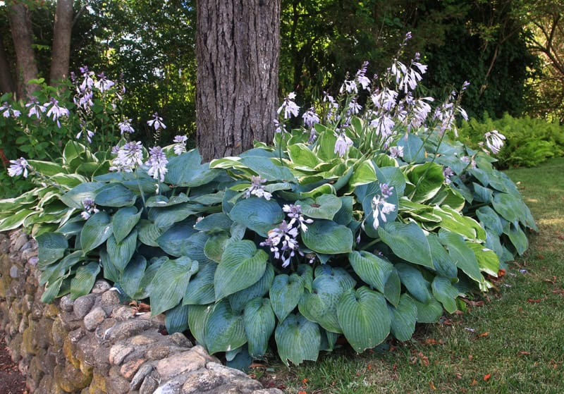 3. Hostas
