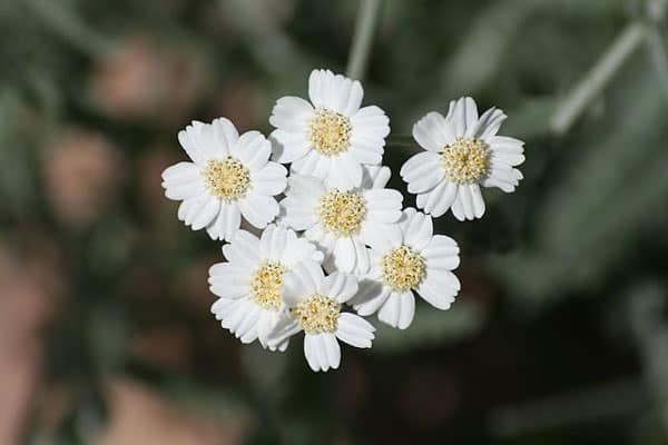 10. Yarrow