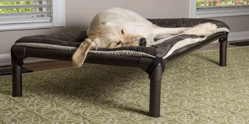 2. Elevated Dog Beds for Larger Breeds