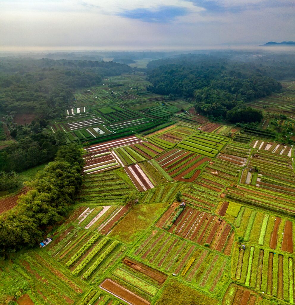 Lush vegetable plots showcase vibrant greens, highlighting the benefits of crop rotation