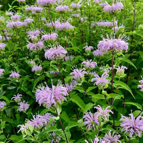 24. Bee Balm