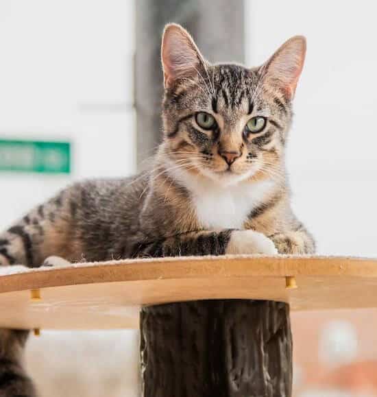 The Influence of Pop Culture on Cat Names