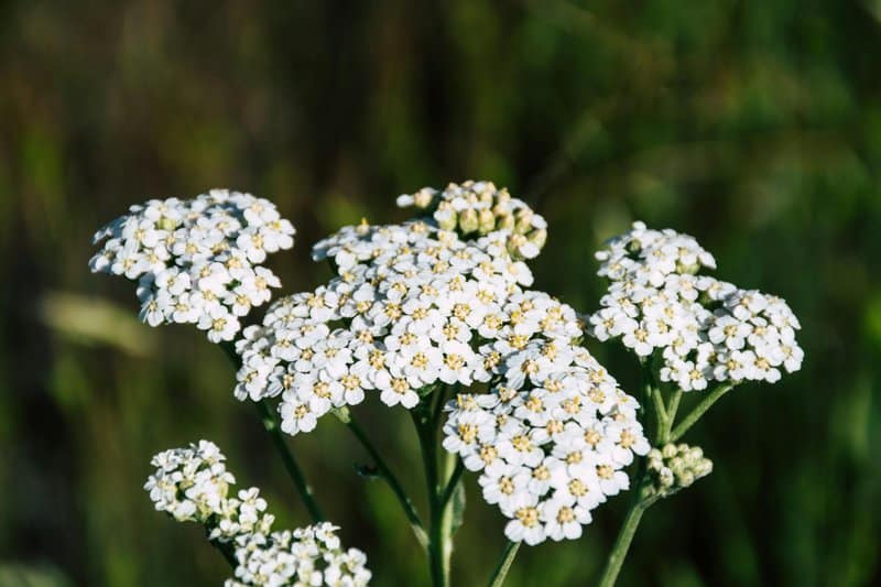 17. Yarrow