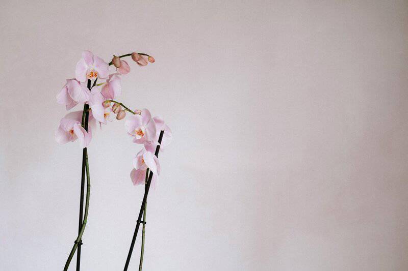 6. Orchids