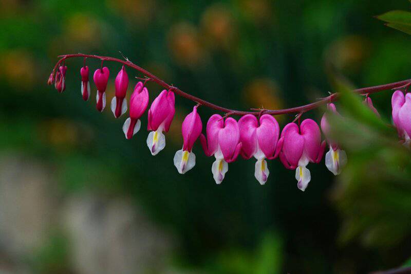 11. Bleeding Heart