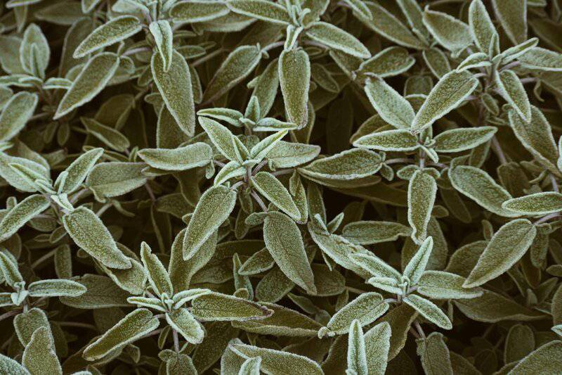 6. Russian Sage