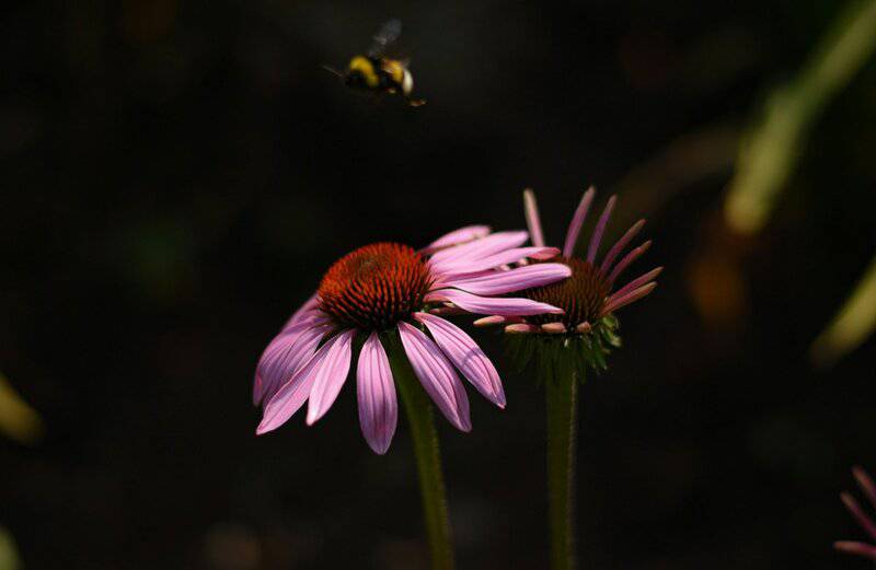 20. Coneflower