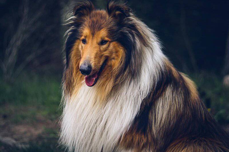 1. Lassie