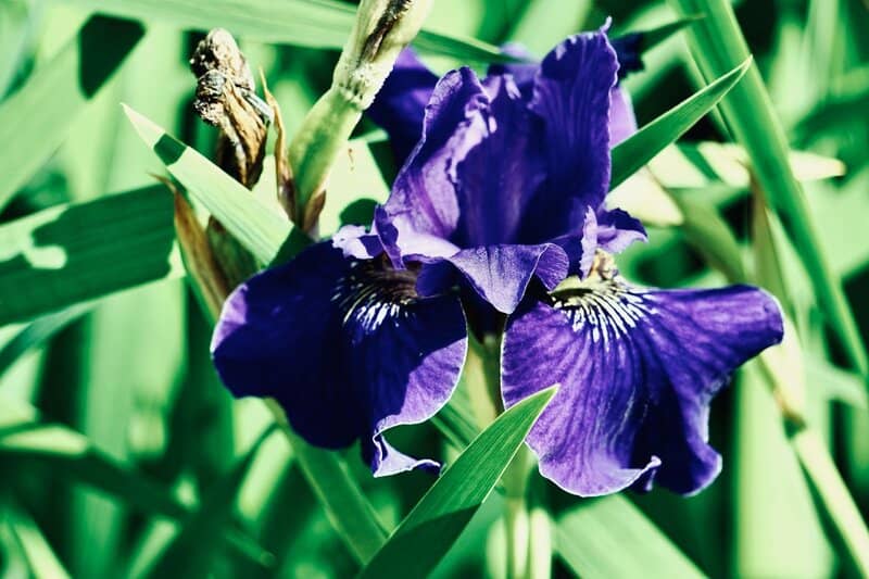 8. Bearded Iris