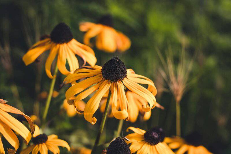 6. Black-eyed Susan