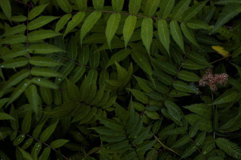 15. Ferns