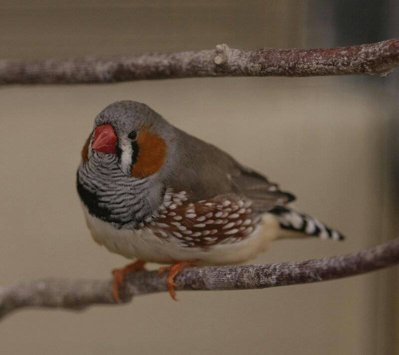 19. Zebra Finch