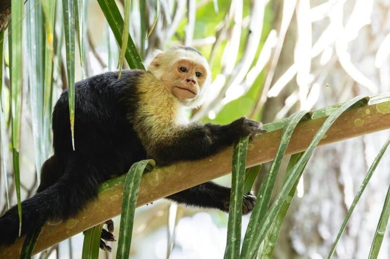 18. Crystal the Monkey