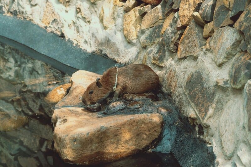 6. Capybara