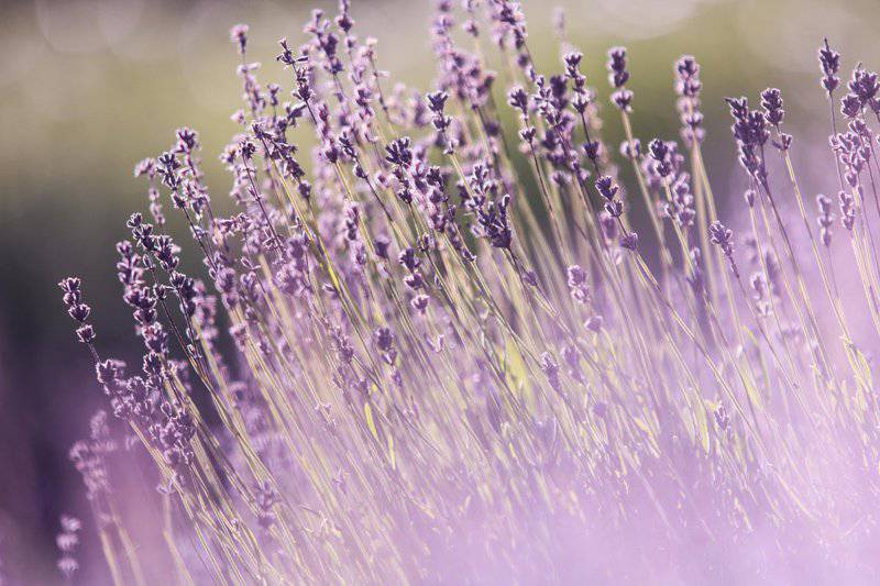 3. Lavender