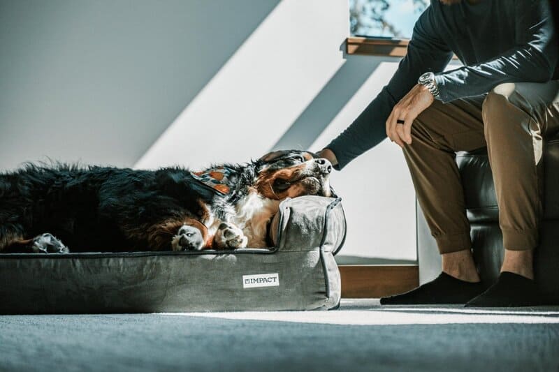 10. Crate-Compatible Dog Beds